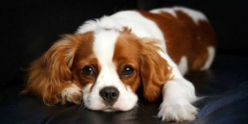 Готелі хочуть зобов'язати приймати для проживання домашніх улюбленців