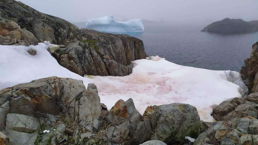 В Антарктиді зацвів сніг: це треба бачити (ФОТО) В Антарктиді зацвів сніг: це треба бачити (ФОТО)