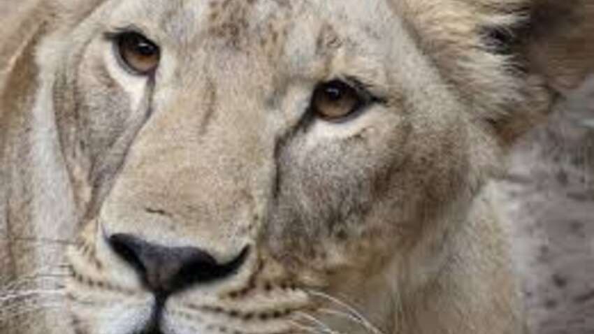 Не проснулась в далекой Африке – трагически погибла львица Василиса, спасенная с Харьковщины Не проснулась в далекой Африке – трагически погибла львица Василиса, спасенная с Харьковщины