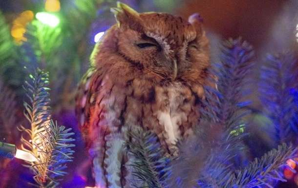 Живий «декор»: у США американці виявили на купленій ялинці справжню сову