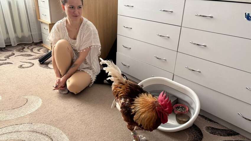 Кукарекает в квартире: в Житомире семья вырастила петуха из яйца и сделала его домашним любимцем