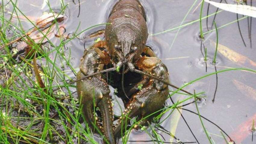 Ви не повірите, які тварини майже не відчувають болю: 5 дивовижних істот, які шокують науку