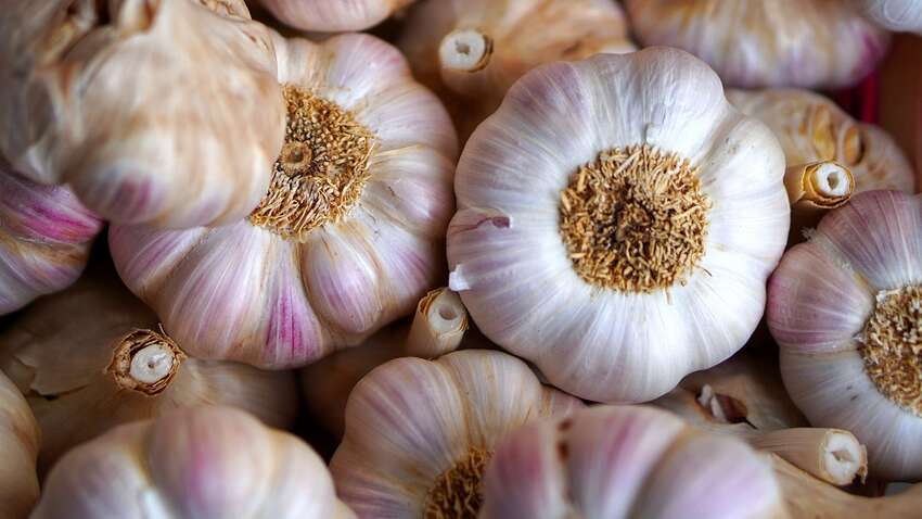 Ідеальні сусіди для часнику: стало відомо, що варто садити поряд