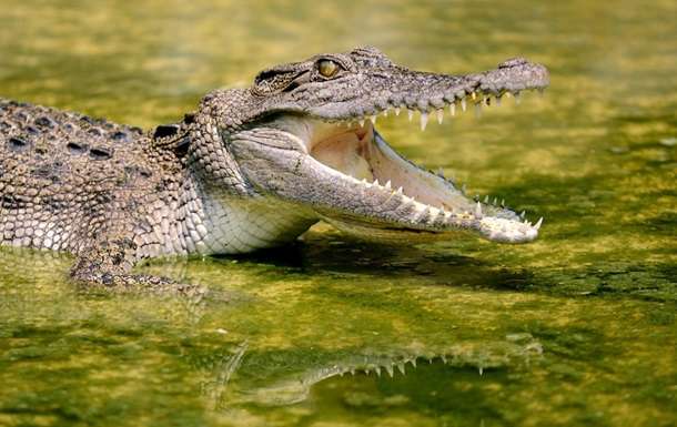 Зробив чотири "обороти смерті": в Австралії крокодил напав на двох чоловіків Зробив чотири "обороти смерті": в Австралії крокодил напав на двох чоловіків