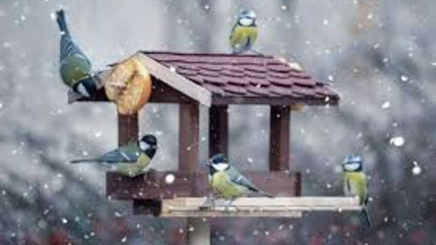 Снег засыпает города, а птицы голодают: чем срочно наполнить кормушки, чтобы спасти их зимой