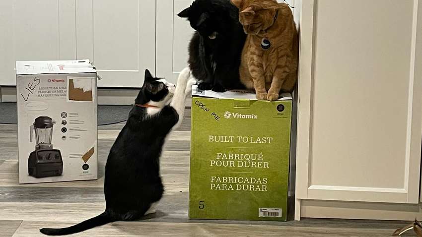 В Канаде пара не может пользоваться новым блендером из-за кошек: подробности В Канаде пара не может пользоваться новым блендером из-за кошек: подробности
