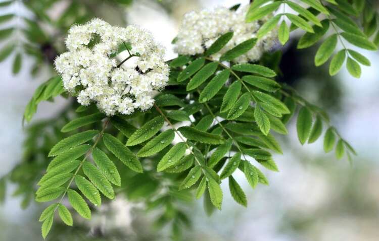 Какой церковный праздник 12 мая: что может привлечь удачу Какой церковный праздник 12 мая: что может привлечь удачу