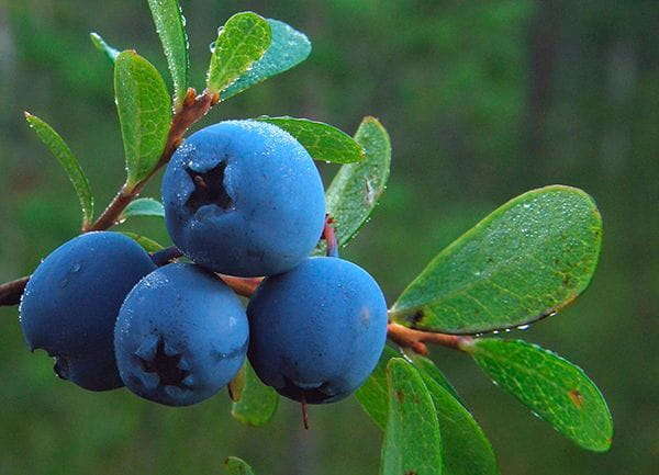 За неделю цены на голубику в Украине выросли на 20%