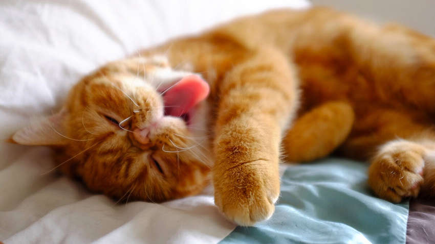 Выходные и праздники в августе 2022: будут ли украинцы дополнительно отдыхать