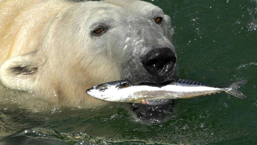 Підуть на корм: тварин у німецькому зоопарку будуть присипляти через кризу