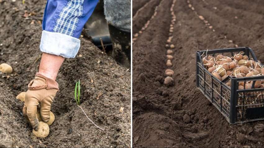 Урожай картофеля станет рекордным: на каком расстоянии его действительно нужно сажать 
