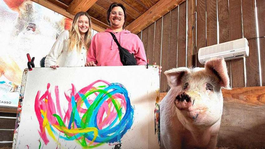 Умерла свинка-художница по кличке Пигкассо: причина смерти