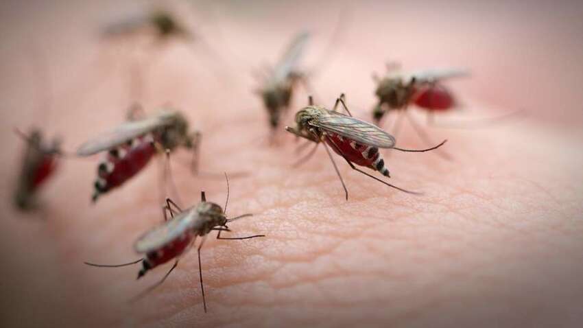 Через нашестя комарів жителі відомого європейського курорту не можуть вийти на вулиці