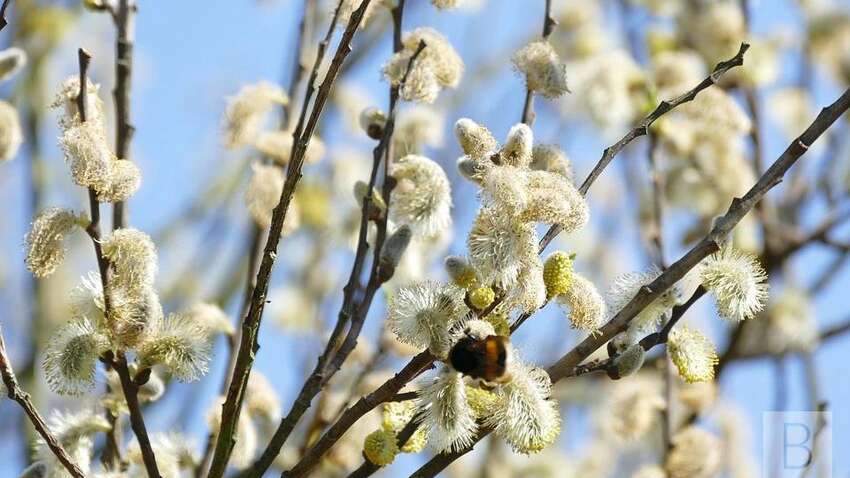 Готовимся к Лазаревой субботе: обычаи и строгие запреты Готовимся к Лазаревой субботе: обычаи и строгие запреты