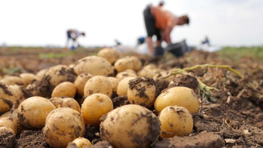 Чому гниє картопля: одна фатальна помилка знищить ваш урожай цього року Чому гниє картопля: одна фатальна помилка знищить ваш урожай цього року
