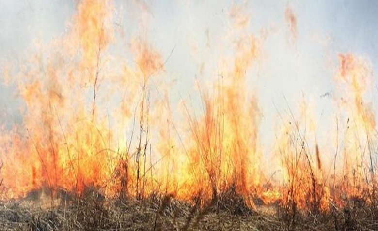 В Харькове пожар: пламя угрожает жилым высоткам (ФОТО)