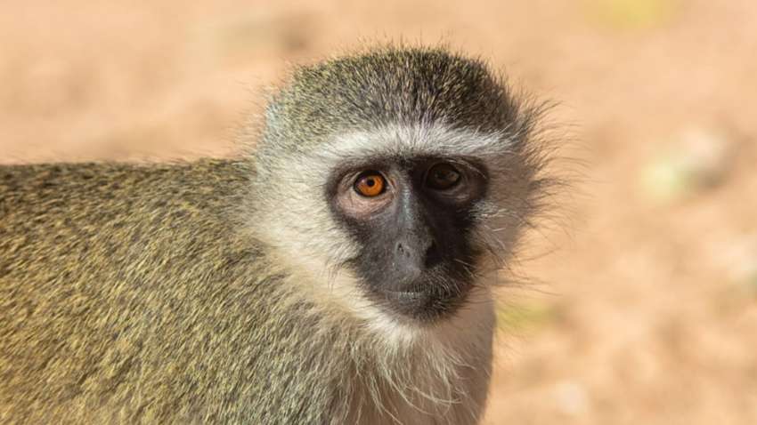 У Росії п’яна мавпа атакувала п’ятьох людей