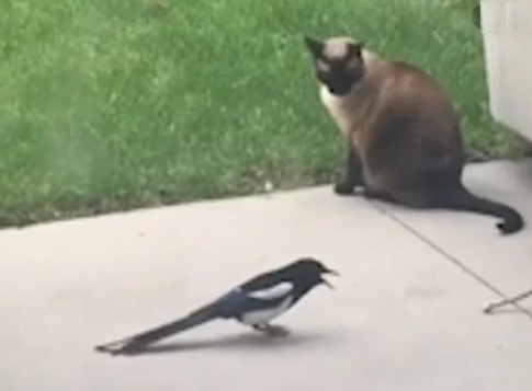У Канаді набридлива сорока напала на кота