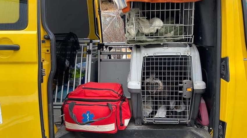 Польська організація вирушить до України на пошуки поранених тварин: деталі Польська організація вирушить до України на пошуки поранених тварин: деталі