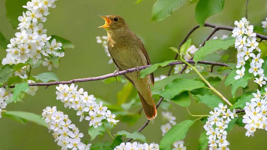 Яке церковне свято 30 травня: головні прикмети та заборони