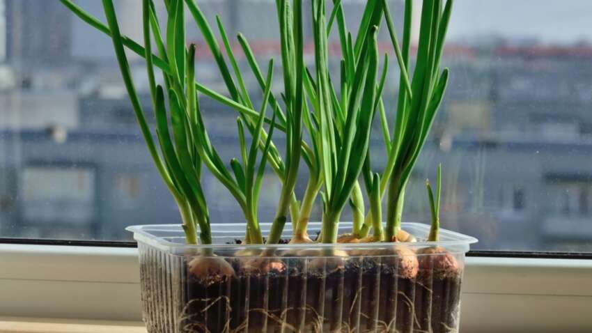 Зелень узимку без городу і дачі: як за 7–14 днів виростити вітамінний урожай просто на підвіконні