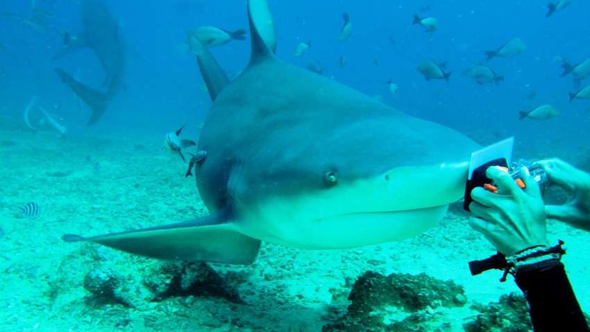 "Думал, что сбила лодка": 15-летний подросток потерял 70% крови из-за нападения акулы "Думал, что сбила лодка": 15-летний подросток потерял 70% крови из-за нападения акулы