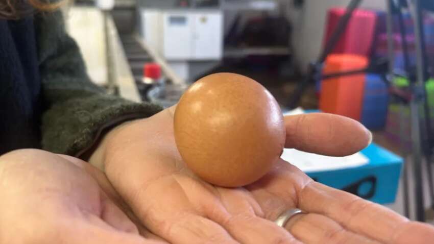 Таке буває раз на мільярд випадків: куряче яйце продали за 500 доларів