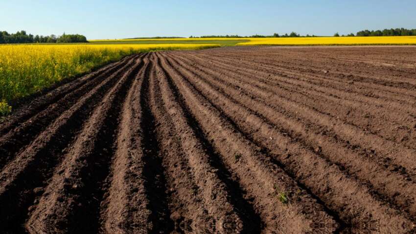 Ціни летять вниз, а гектари розлітаються: що відбувається з ринком землі в Україні