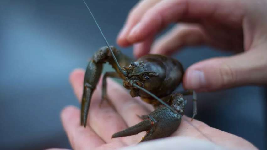 С 1 декабря в Украине запрещается лов раков: детали новых ограничений