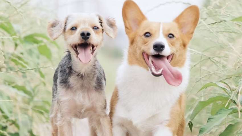 Не оставляйте их одних: топ-7 собак, страдающих от одиночества