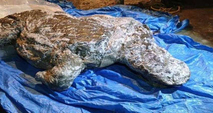 Ученые обнаружили шерстистого носорога из ледникового периода (фото)