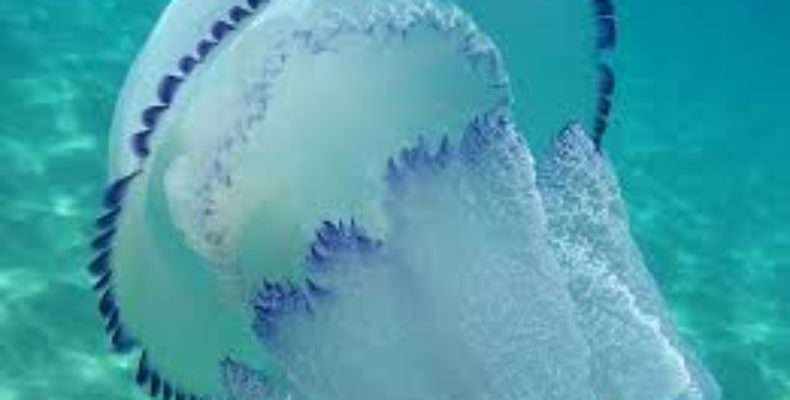 В курортной Кирилловке началось нашествие медуз