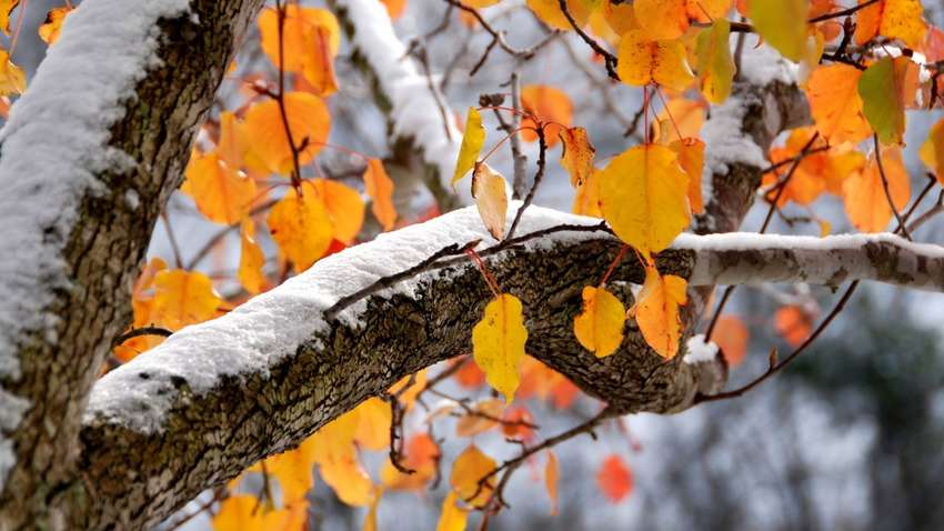 Яка погода очікується у листопаді: прогноз Укргідрометцентру