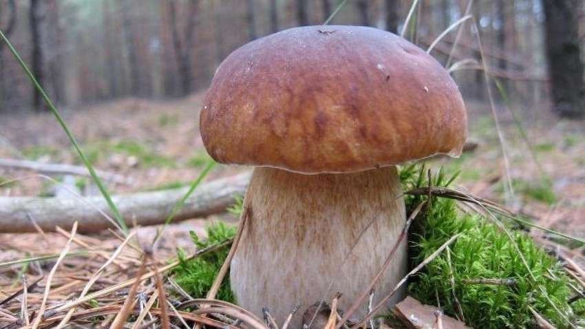 Заважив майже 2 кілограми: на Рівненщині жінка знайшла велетенський гриб (ФОТО)