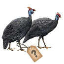 Крым начал индюшиные бои