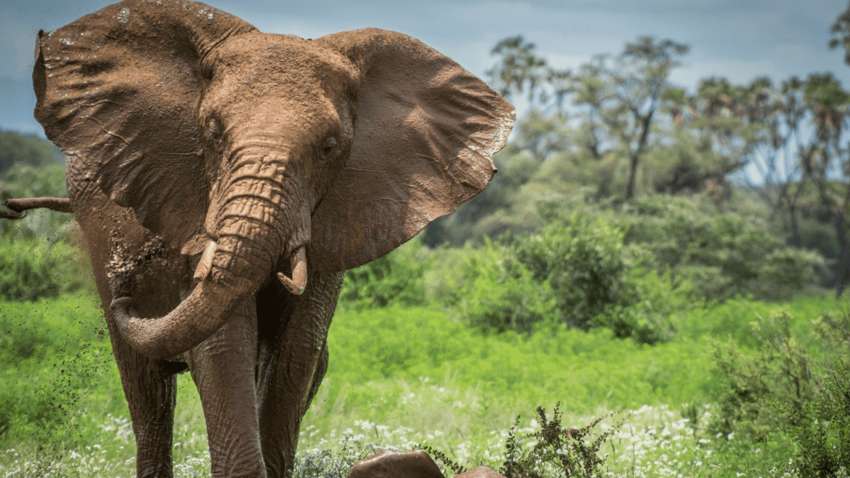 Браконьєри на мушці: унікальна технологія допоможе захистити види, що зникають Браконьєри на мушці: унікальна технологія допоможе захистити види, що зникають