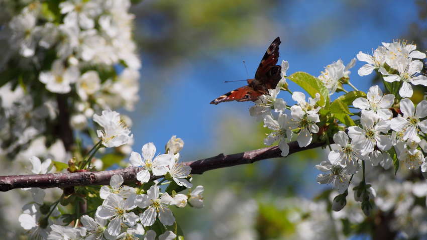 Выходные дни в мае: сколько дней будут отдыхать украинцы