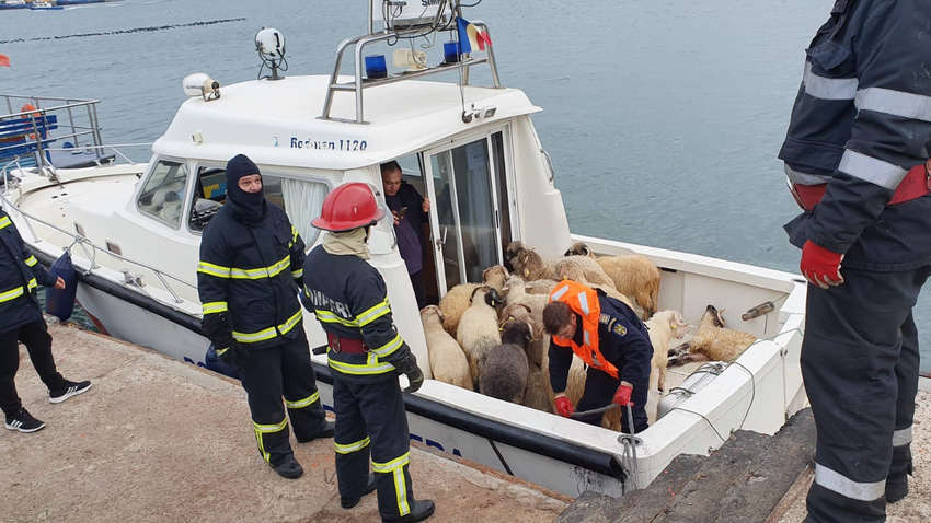 В Черном море перевернулся грузовой корабль: утонули 14 тысяч овец