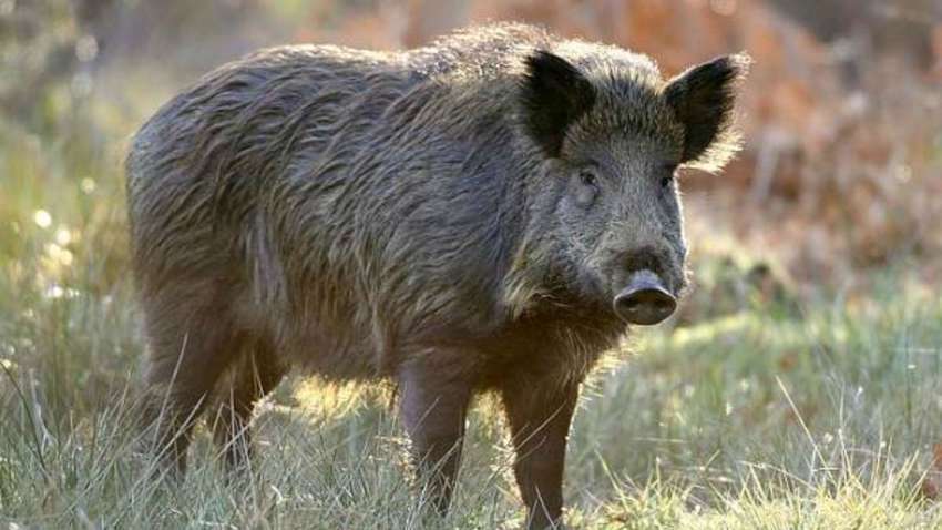 "Кабаны и шакалы атакуют поля": в Украине резко возросло количество диких животных - фермеры считают убытки "Кабаны и шакалы атакуют поля": в Украине резко возросло количество диких животных - фермеры считают убытки