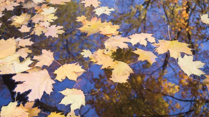 Заморозки в Украине: украинцев ждет прохладная неделя с дождями Заморозки в Украине: украинцев ждет прохладная неделя с дождями