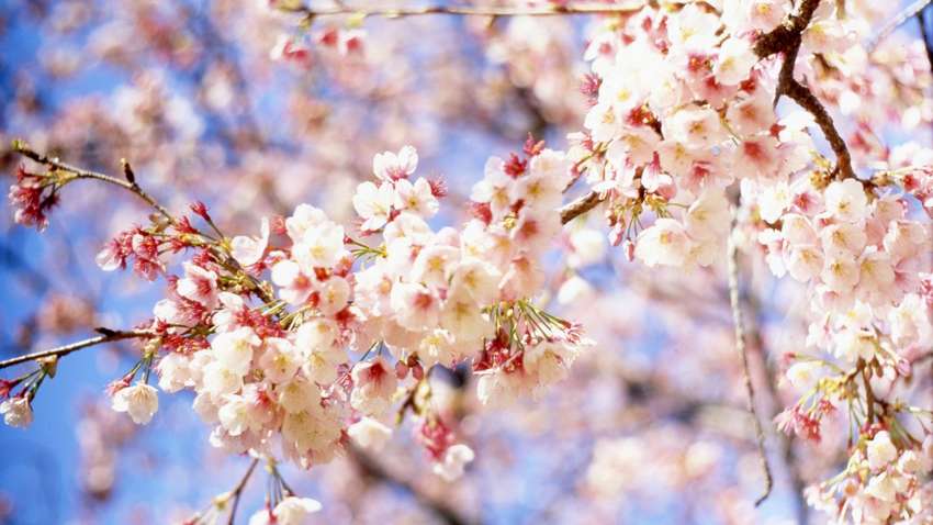 Прогноз погоди на 6 квітня: де фіксують максимальне тепло