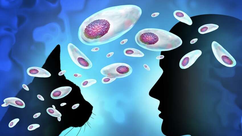 Тихий паразит: мільйони людей заражені мікробом, що ламає психіку Тихий паразит: мільйони людей заражені мікробом, що ламає психіку