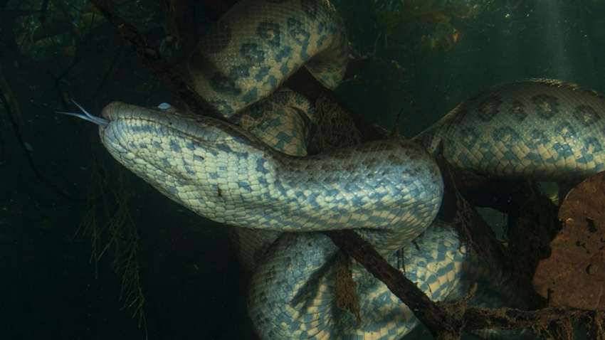 Вчені знайшли новий вид змій, який виявився найважчим