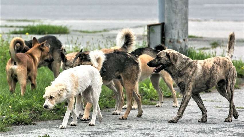 У Держдумі Росії запропонували відправляти на війну в Україну безпритульних собак
