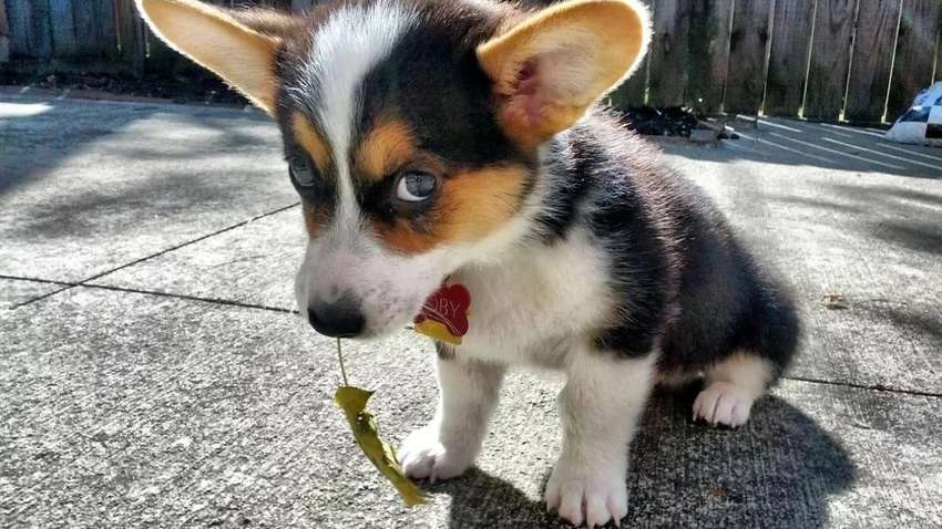 Провинившаяся собака растопила сердца пользователей соцсетей