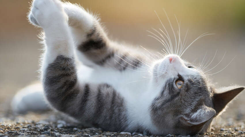 В Украину идет весна, но 10 градусными морозами