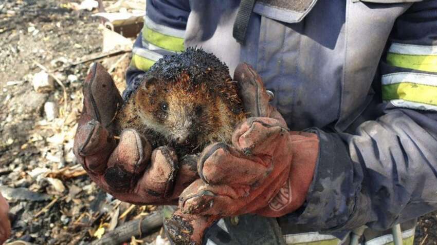 "Горят поля и гибнут животные": украинцев предупредили об опасности весеннего обжига трав "Горят поля и гибнут животные": украинцев предупредили об опасности весеннего обжига трав