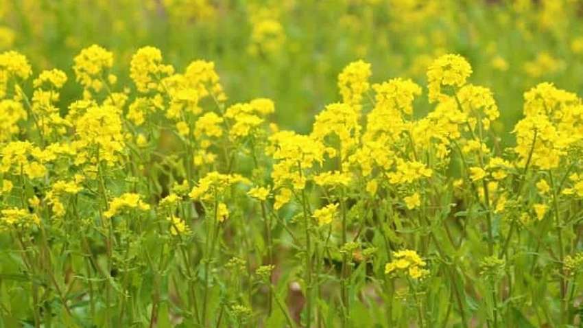 На Виннитчине фермеры создали гигантский живой герб Украины: как он выглядит (ФОТО) 