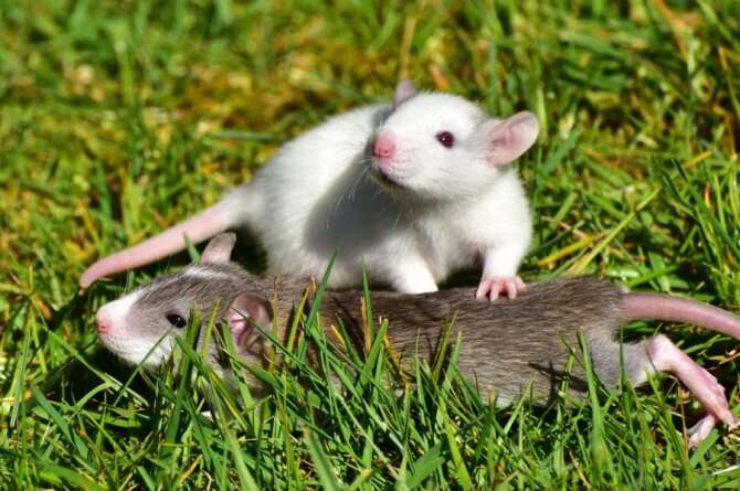 Сонник: К чему снятся крысы и мыши Сонник: К чему снятся крысы и мыши