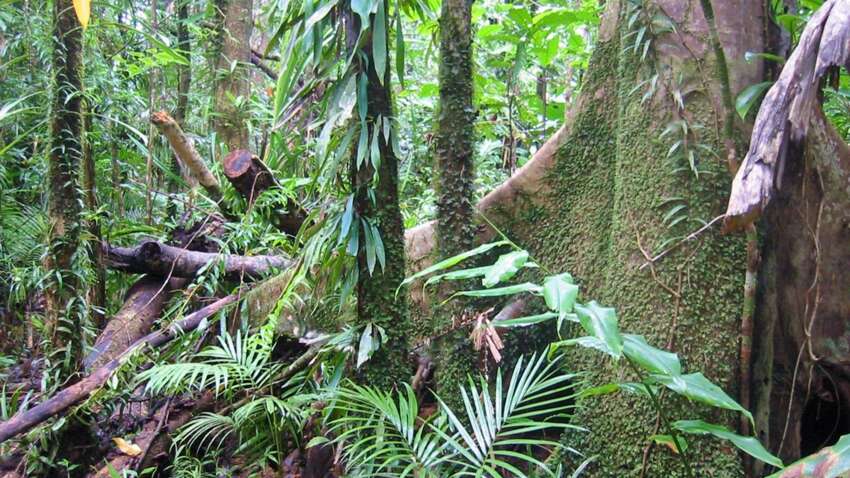 Ученые бьют тревогу: почему тропические леса Австралии начали вредить планете